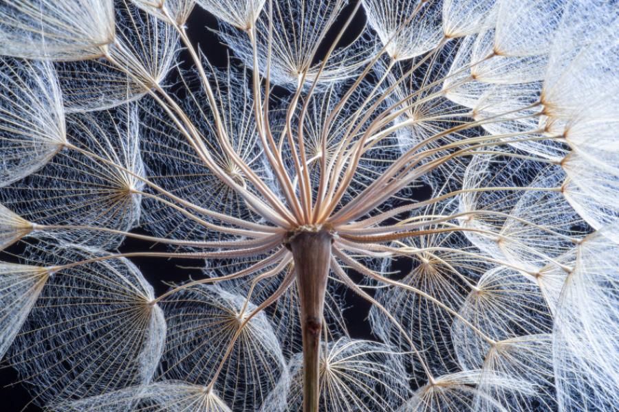 Dandelion closeup